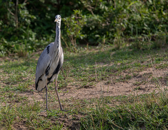 Grey heron (Ardea cinerea)