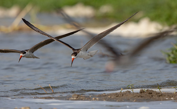 African skimmer (Rynchops flavirostris)