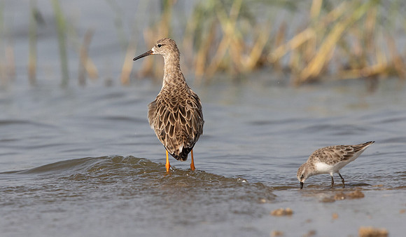 Common greenshank (Tringa nebularia)
