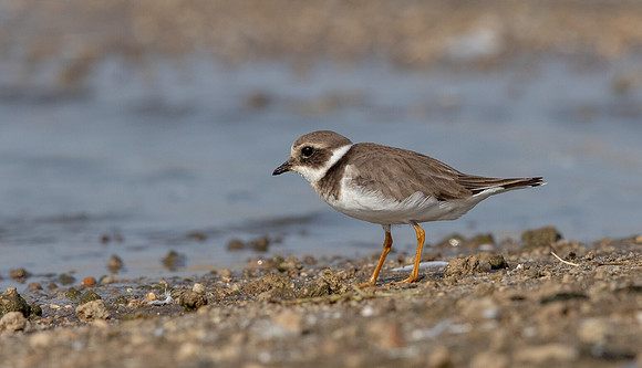 Common ringed plover (Charadrius hiaticula)