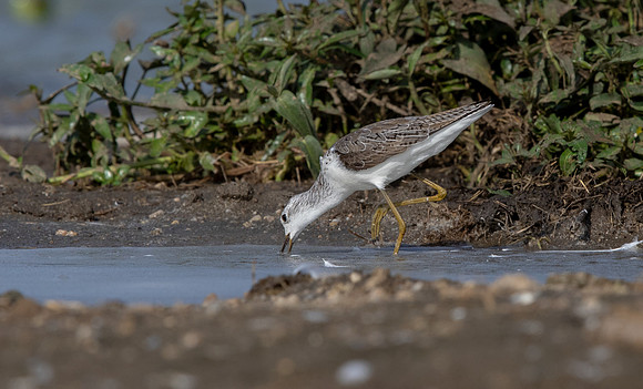 xxx Sandpiper
