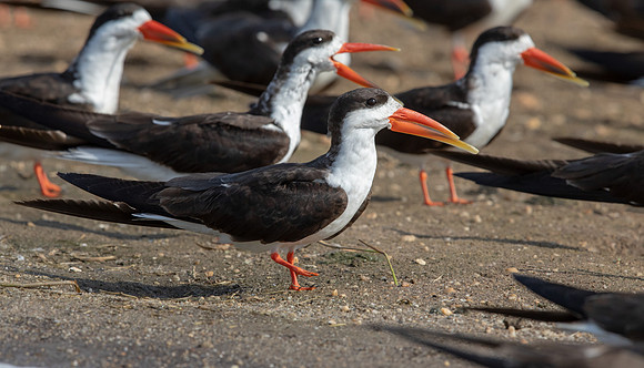African skimmer (Rynchops flavirostris)