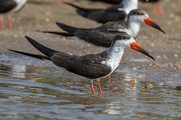 African skimmer (Rynchops flavirostris)