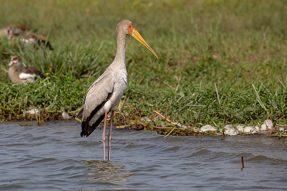 Yellow-billed stork (Mycteria ibis)