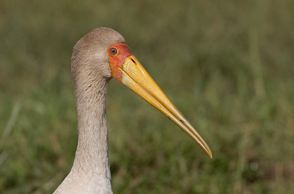 Yellow-billed stork (Mycteria ibis)