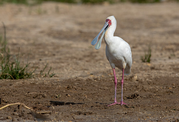 African spoonbill (Platalea alba)