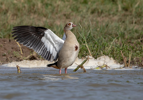 Egyptian goose (Alopochen aegyptiaca)