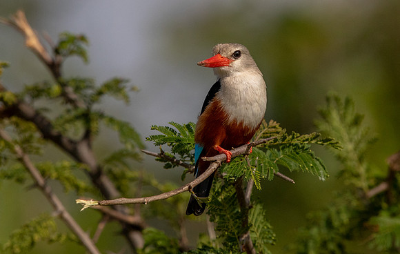 Grey-headed kingfisher (Halcyon leucocephala)