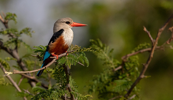Grey-headed kingfisher (Halcyon leucocephala)