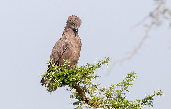Black-chested snake eagle (Circaetus pectoralis)