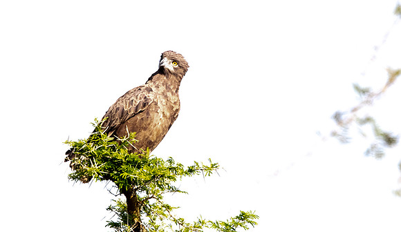 Black-chested snake eagle (Circaetus pectoralis)