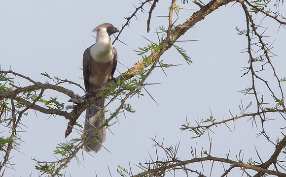 Bare-faced go-away-bird (Corythaixoides personatus)