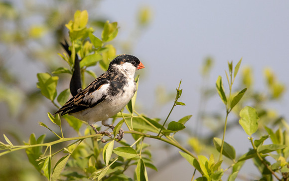 Pin-tailed whydah (Vidua macroura)