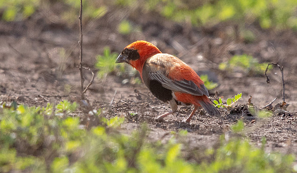 Southern red bishop (Euplectes orix) Male