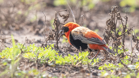 Southern red bishop (Euplectes orix) Male