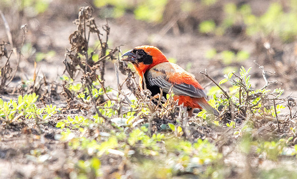 Southern red bishop (Euplectes orix) Male