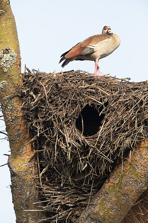 Egyptian goose (Alopochen aegyptiaca) on hamerkop nest
