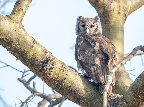 Verreaux's eagle-owl (Bubo lacteus)
