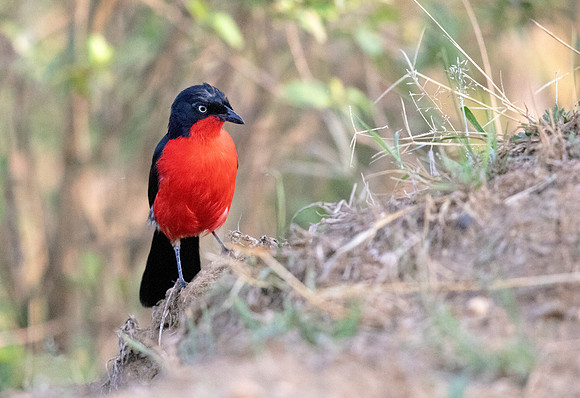 Black-headed gonolek (Laniarius erythrogaster)