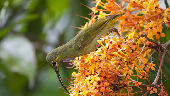 Yellow-eared Spiderhunter (Arachnothera chrysogenys)