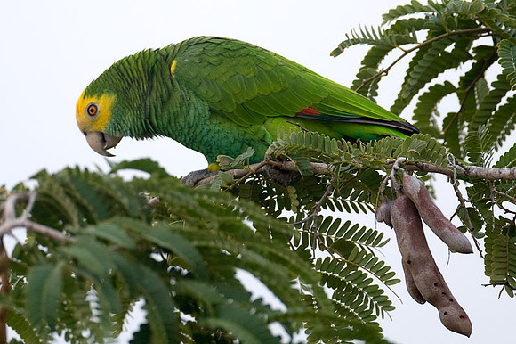 Yellow-shouldered Amazon (Amazona barbadensis) also known as Yellow-shouldered Parrot