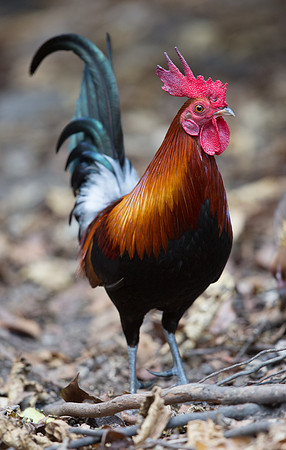 Red junglefowl (Gallus gallus) Male