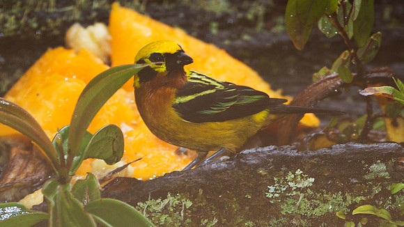 Golden Tanager (Tangara arthus)