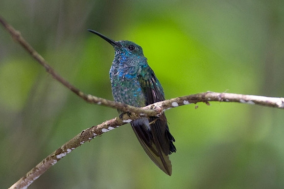 Blue-Chested Hummingbird (Amazilia amabilis)