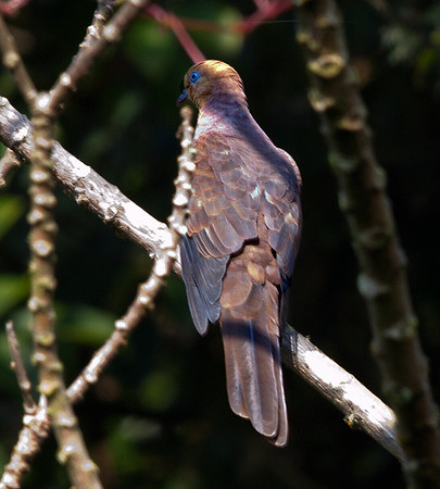 Ruddy cuckoo-dove (Macropygia emiliana)