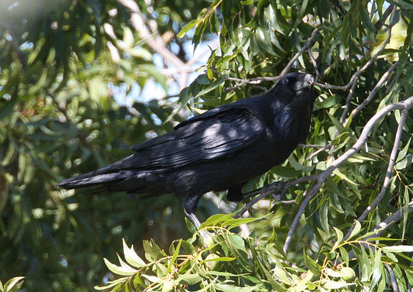 Common Raven (Corvus corax) also known as Northern Raven