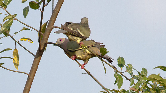 Pink-necked Green Pigeon (Treron vernans)