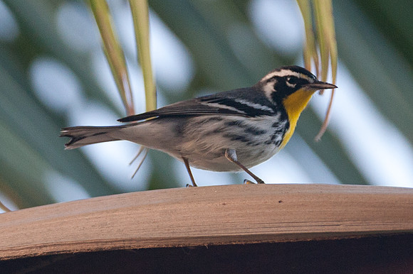 Yellow-throated Warbler (Dendroica dominica)