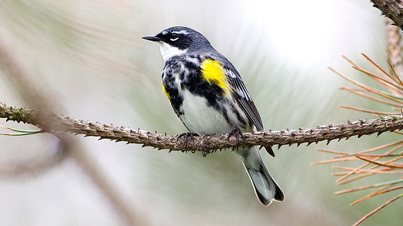 Yellow-rumped Warbler (Dendroica coronata)