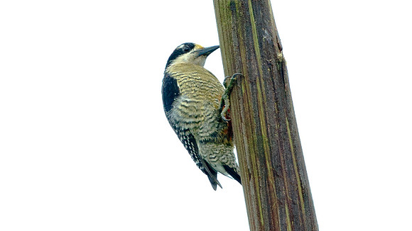 Black-cheeked Woodpecker (Melanerpes pucherani)