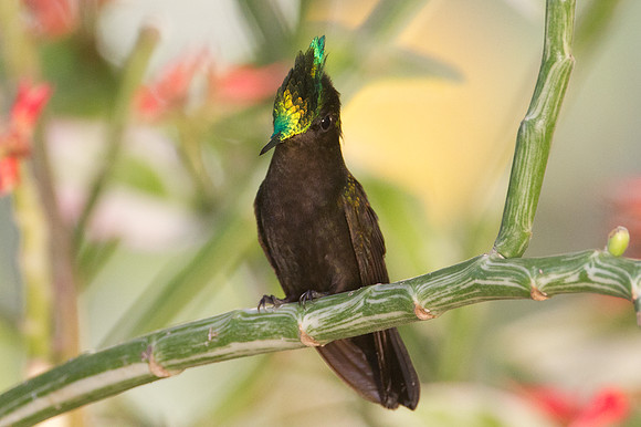 Antillean Crested Hummingbird (Orthorhyncus cristatus)