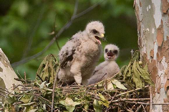 Red-shouldered Hawk (Buteo lineatus) juvenile