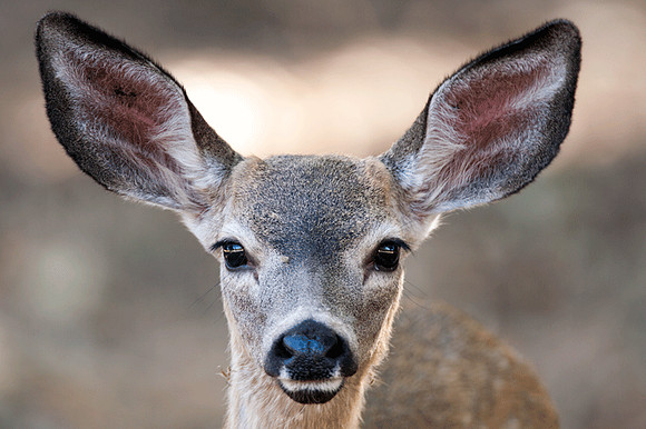 California Mule Deer (Odocoileus hemionus californicus)