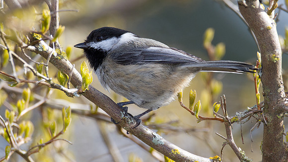 Black-capped Chickadee (Poecile atricapillus)