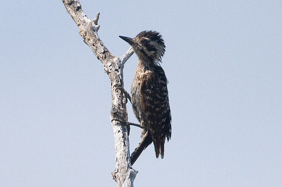 Ladder-backed Woodpecker (Picoides scalaris) female