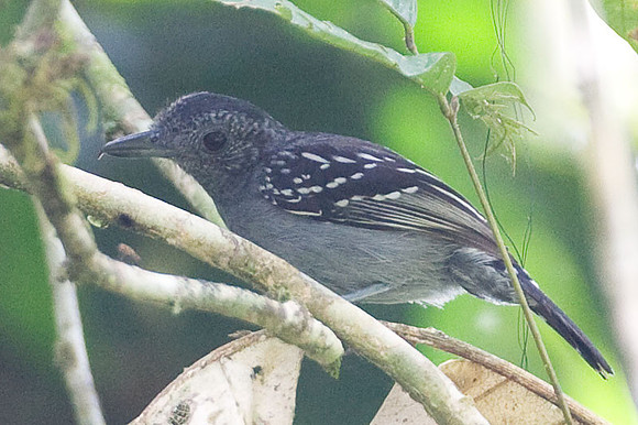Western Slaty-Antshrike (Thamnophilus atrinucha)