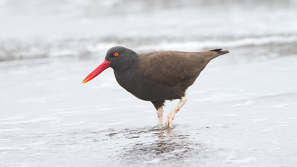 Blackish Oystercatcher (Haematopus ater)