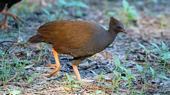 Orange-footed scrubfowl (Megapodius reinwardt)