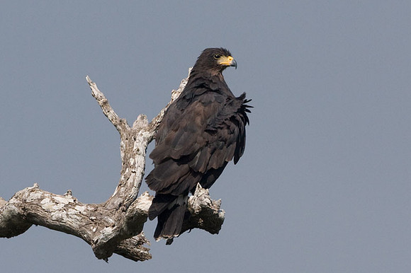 Common Black Hawk (Buteogallus anthracinus)