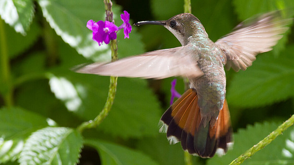 Ruby-topaz Hummingbird (Chrysolampis mosquitus) female