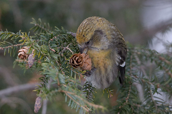 Two-barred Crossbill (Loxia leucoptera) female; also known as White-winged Crossbill
