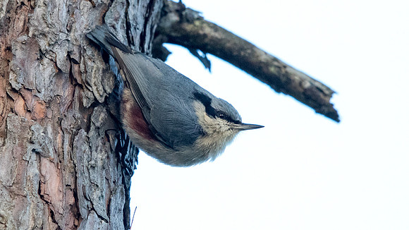 Chestnut-vented nuthatch (Sitta nagaensis)