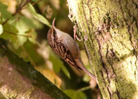 Short-toed Treecreeper (Certhia brachydactyla)