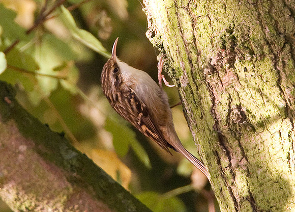 Short-toed Treecreeper (Certhia brachydactyla)