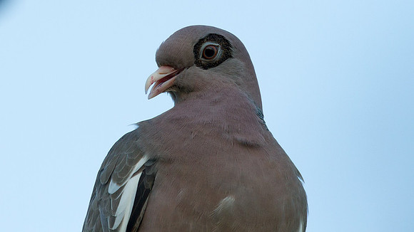 Bare-eyed Pigeon (Patagioenas corensis)