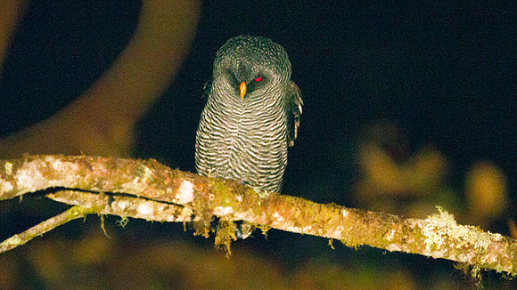 San Isidro "Mystery" Owl